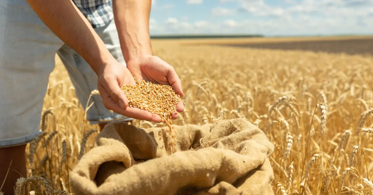 grains-and-seeds-spotlight